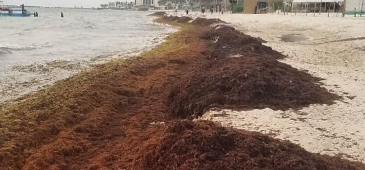Aumenta el sargazo en Playa del Carmen y afecta el sector empresarial
