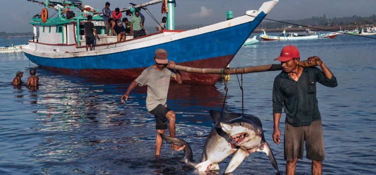 Denuncian pesca furtiva del tiburón punta negra en la Zona Norte