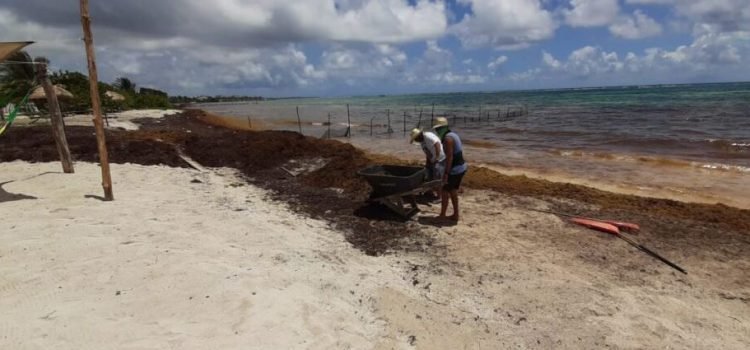 Reportan más de 30 mil toneladas de sargazo en Caribe Mexicano