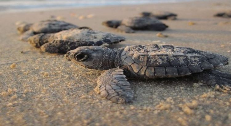 Sargazo afecta anidación de tortugas