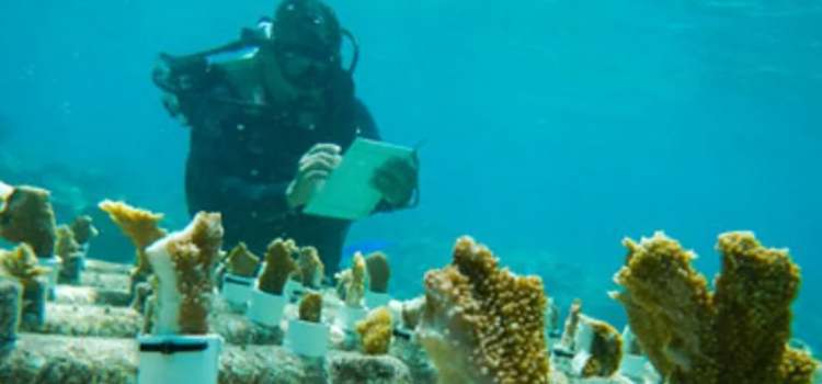 Restauración de más de 20 mil corales en Q.Roo