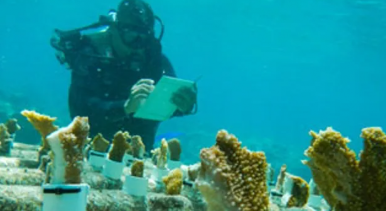 Restauración de más de 20 mil corales en Q.Roo