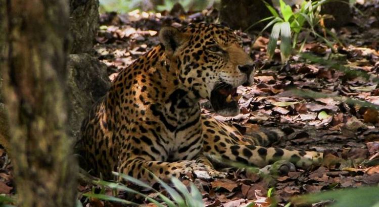 AMLO declara la región Jaguar como nueva área natural protegida en Tulum, Q. Roo