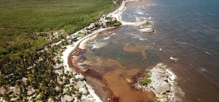 Cinco años infructuosos para detener el sargazo en Quintana Roo