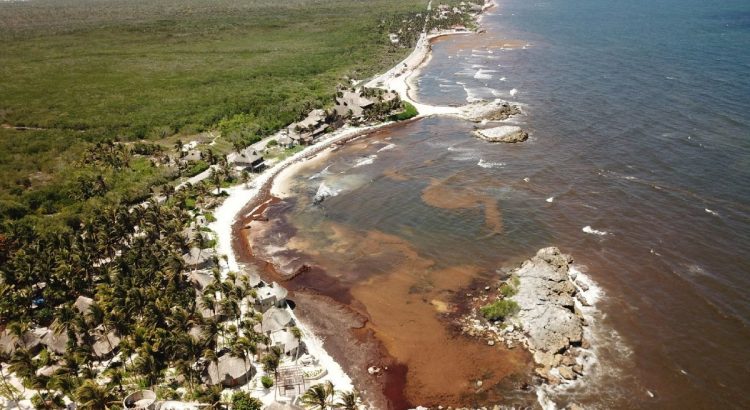 Cinco años infructuosos para detener el sargazo en Quintana Roo
