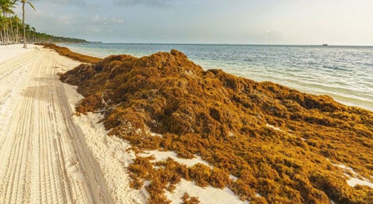 Prevén que el arribo de sargazo se prologue hasta noviembre en Quintana Roo