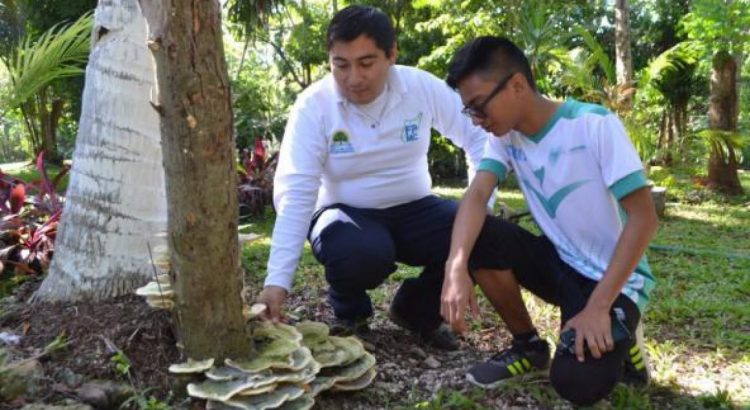 Descubren nuevas especies de hongos en Quintana Roo