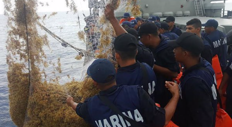 Más de mil toneladas de sargazo, han recolectado elementos de la Marina en Quintana Roo