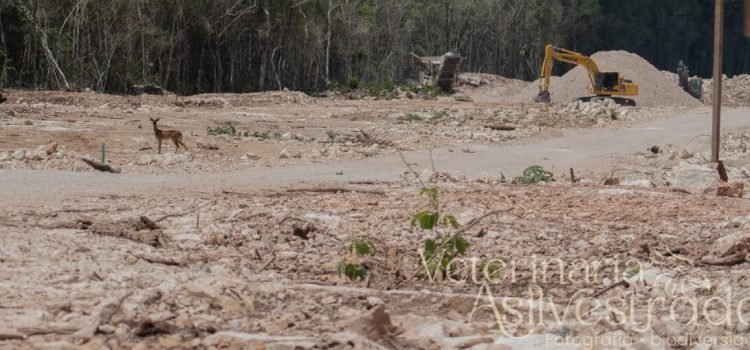 Captan un ciervo temazate en la construcción del Tren Maya