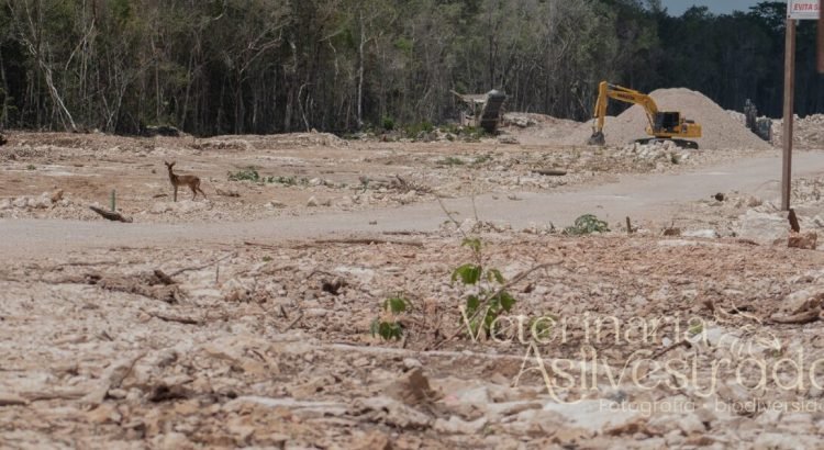 Captan un ciervo temazate en la construcción del Tren Maya
