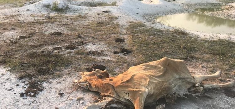 Fueron reportadas las primeras muertes de ganado en Quintana Roo debido a la sequía
