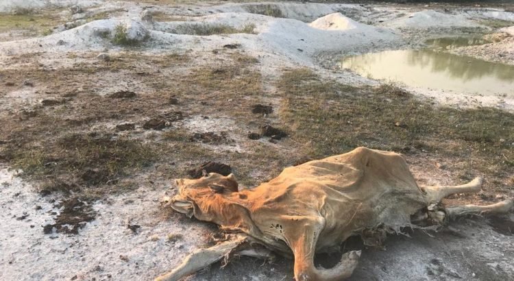 Fueron reportadas las primeras muertes de ganado en Quintana Roo debido a la sequía