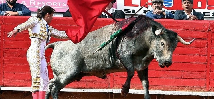 Desecha Quintana Roo iniciativa para permitir peleas de gallos y corridas de toros