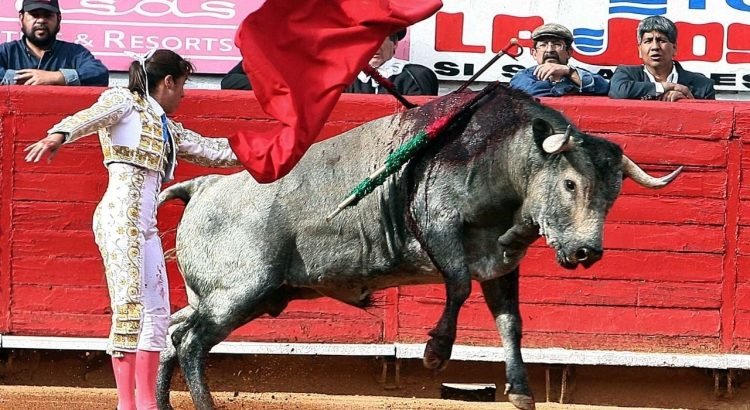 Desecha Quintana Roo iniciativa para permitir peleas de gallos y corridas de toros