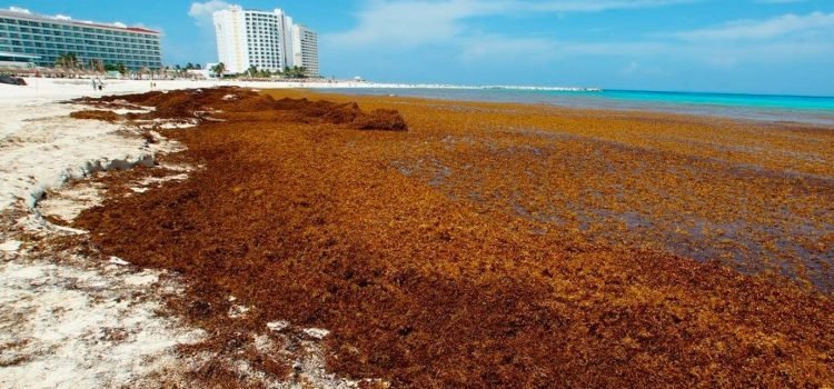 Irá en aumento la aparición de sargazo en las playas de Quintana Roo