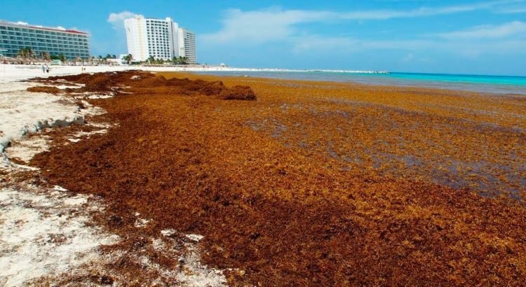 Irá en aumento la aparición de sargazo en las playas de Quintana Roo