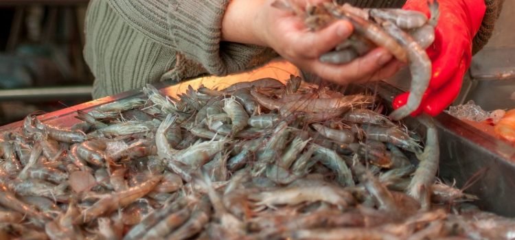 Establecen veda de camarón en Quintana Roo
