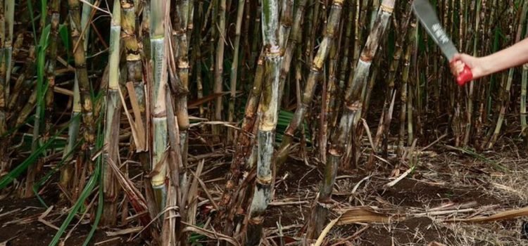Se retrasa este año el tiempo de zafra en Quintana Roo