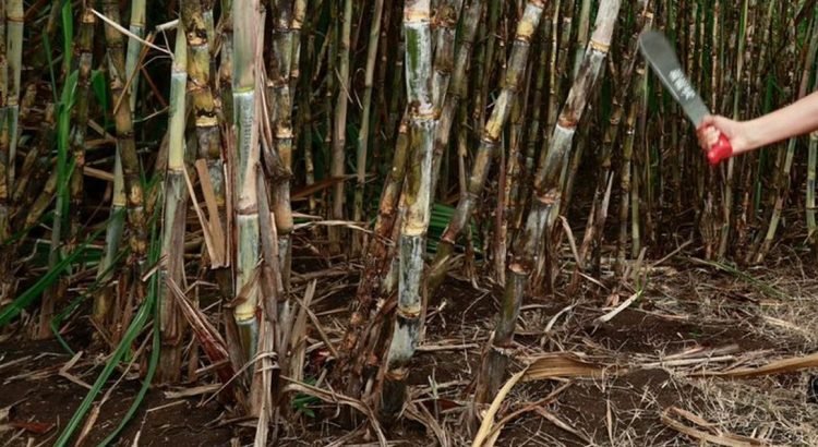 Se retrasa este año el tiempo de zafra en Quintana Roo