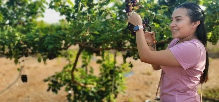 Establecen el primer viñedo en Quintana Roo
