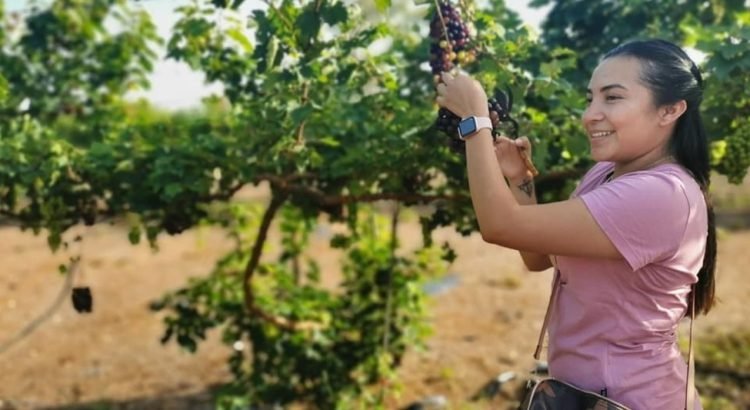 Establecen el primer viñedo en Quintana Roo