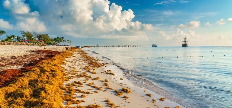Encuentran la solución a tanto sargazo en las playas de Quintana Roo