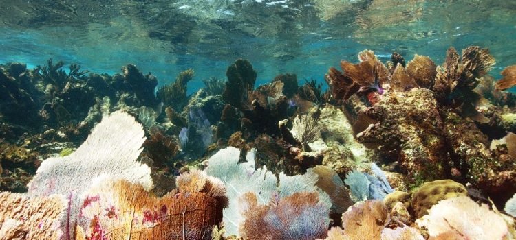 Con hábitas artificiales cuidarán los corales naturales de Quintana Roo
