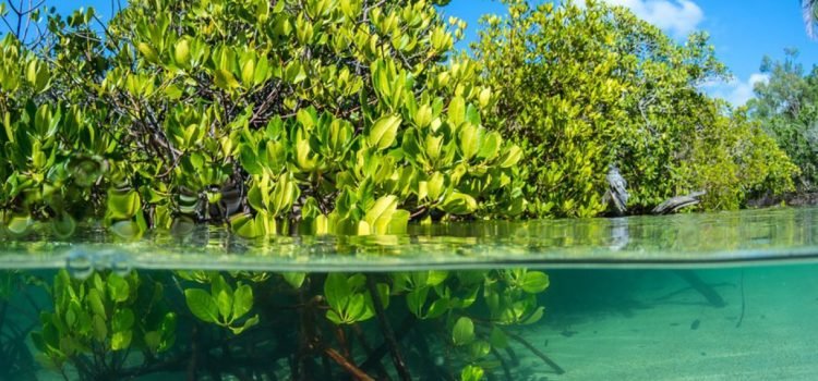Quintana Roo ha perdido más del 30% de sus manglares