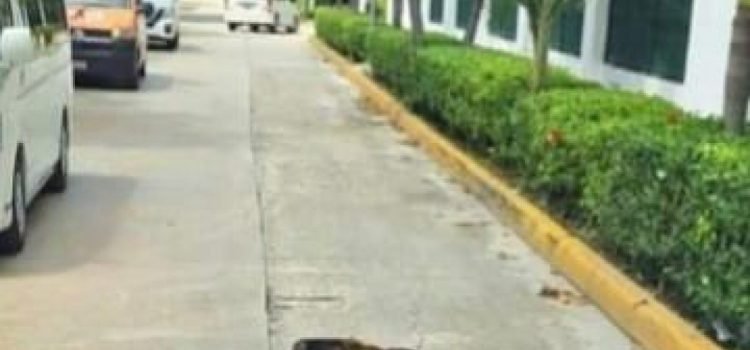 Atropellan a un mono araña que intentaba cruzar la carretera en Quintana Roo