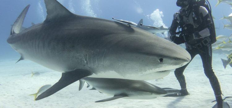 Organizan en Quintana Roo el Mes del Tiburón