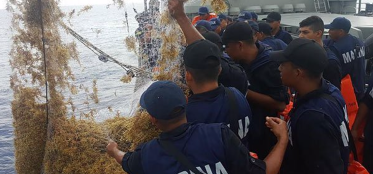 Semar ha retirado más 18 toneladas de sargazo en Quintana Roo