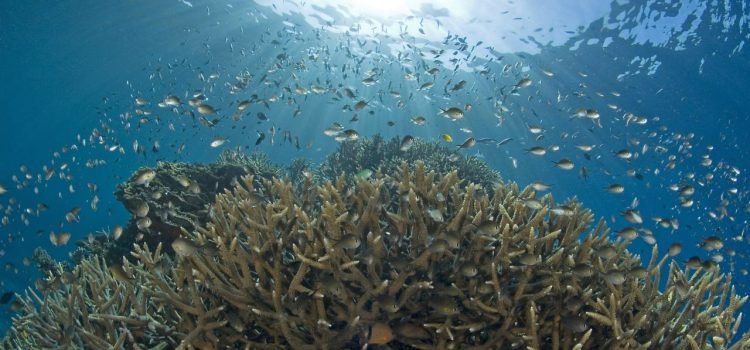 Embarcaciones “piratas” causan daños grandes en arrecifes de Quintana Roo