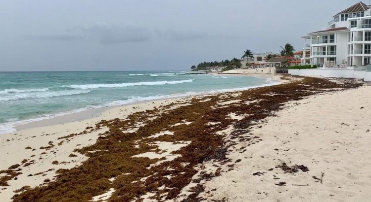 Habrá nuevo reglamento para el manejo integral del sargazo en Quintana Roo