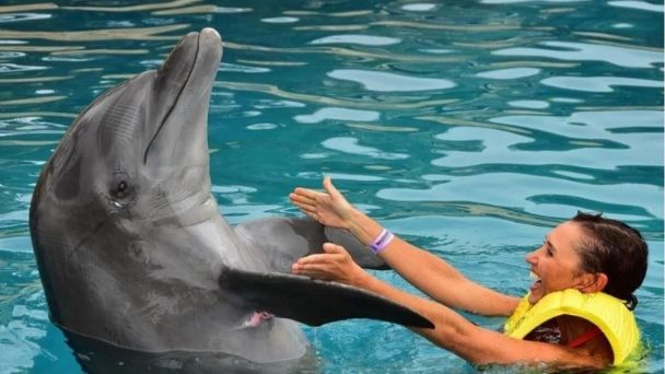 Congreso del Estado busca prohibir los delfinarios en Quintana Roo
