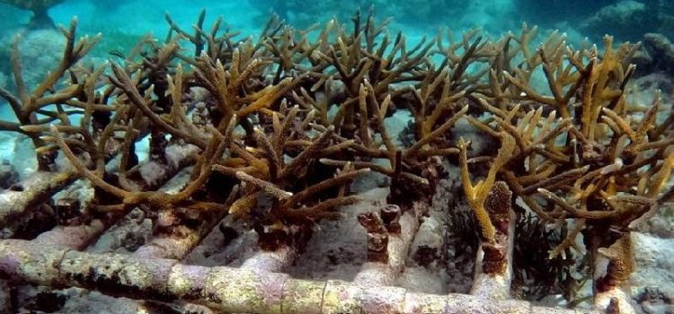 Desaparecen poblaciones enteras de especies de corales en Quintana Roo
