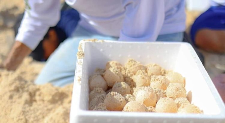 Registran buena anidación de tortugas en campamentos de Cancún