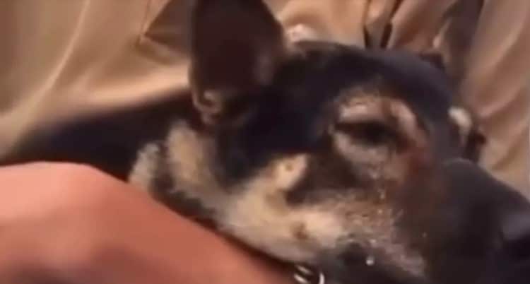 Emotivo reencuentro: perro llora de felicidad al ver a su dueño tras el tifón «Yagi» en Vietnam