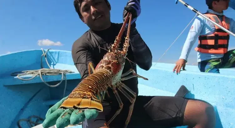 Baja la captura de langosta en Punta Allen