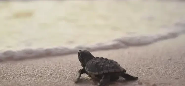 Anidan más de 200 mil crías de tortuga en la Riviera Maya