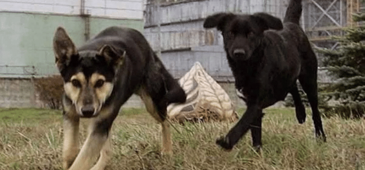 Los perros de Chernóbil: una mutación les ha conferido «superpoderes»