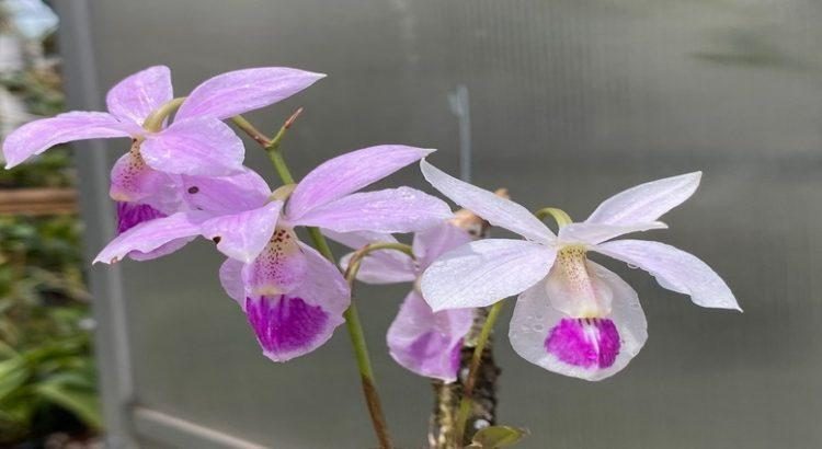 Descubren en Nayarit una nueva especie de orquídea única en el mundo