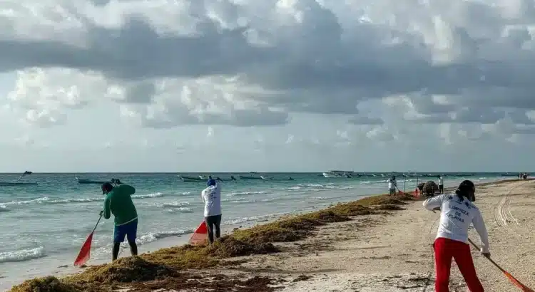 Estiman que llegue a Tulum 30 por ciento más de sargazo que en 2024
