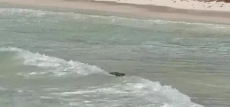 Presencia de cocodrilo en la zona hotelera de Tulum moviliza a los cuerpos de rescate Presencia de cocodrilo en la zona hotelera de Tulum moviliza a los cuerpos de rescate