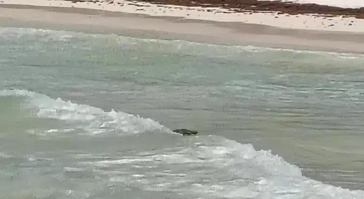 Presencia de cocodrilo en la zona hotelera de Tulum moviliza a los cuerpos de rescate
