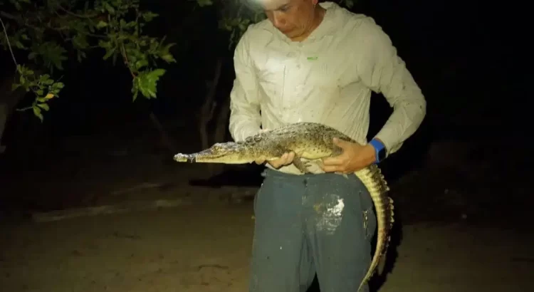 Descubren dos nuevas especies de cocodrilo en Quintana Roo