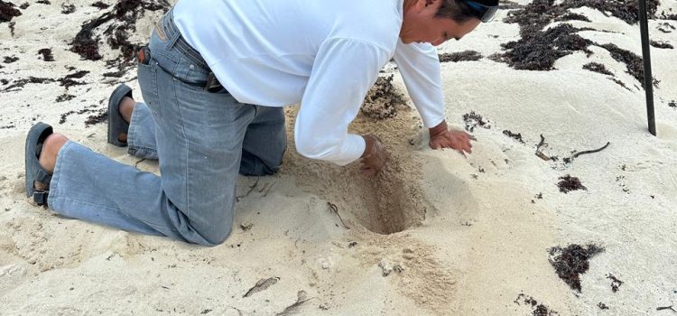 Detectan los primeros nidos de la temporada de anidación de tortugas marinas 2025