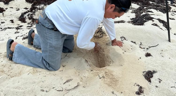 Detectan los primeros nidos de la temporada de anidación de tortugas marinas 2025
