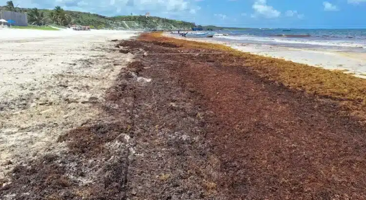 Incrementa arribo de sargazo a las costas de QRoo; ‘Playa’ y Tulum, los más afectados