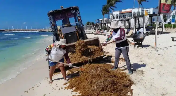 Se está recogiendo un promedio de 200 toneladas de sargazo al día en Playa del Carmen