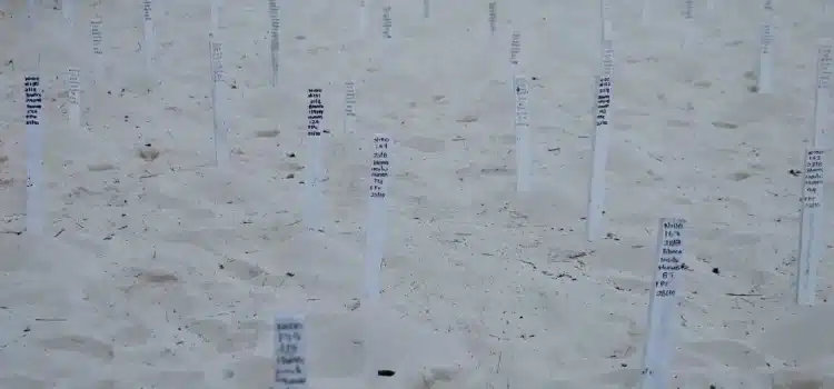 Instalan en Cancún los primeros corrales para proteger nidos de tortugas